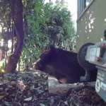 Bear-Proofing the Burbs: Biologist Goes to War Against LA’s Backyard Invaders