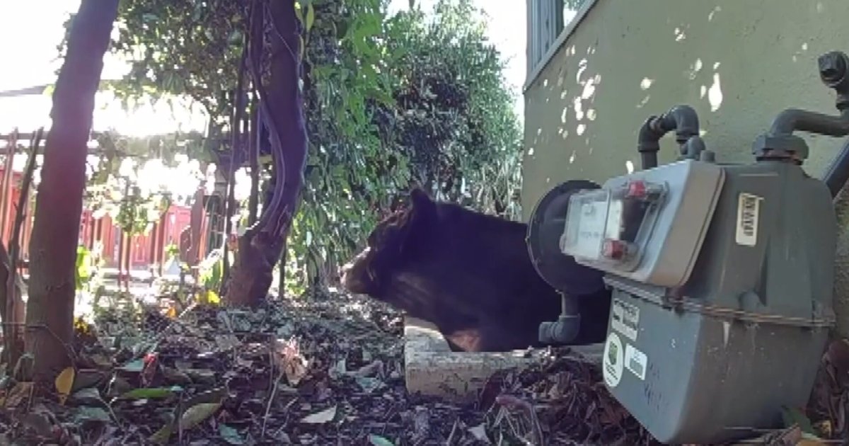 Bear-Proofing the Burbs: Biologist Goes to War Against LA’s Backyard Invaders