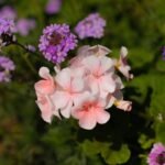 Beat the Frost: The Five Plants You Must Rescue Before November