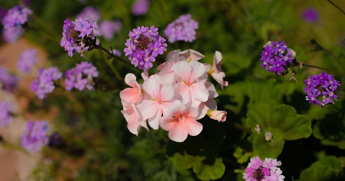 Beat the Frost: The Five Plants You Must Rescue Before November