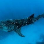 Beyond Borders: Why Nature Demands a Unified Global Climate Strategy