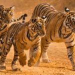 Beyond the Brink: Why the 2026 Living Planet Report Signals a Turning Point for Earth