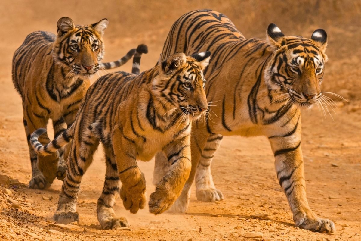 Beyond the Brink: Why the 2026 Living Planet Report Signals a Turning Point for Earth