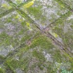 Beyond the Leaf Pile: The Pro’s Guide to Autumn Surface Restoration