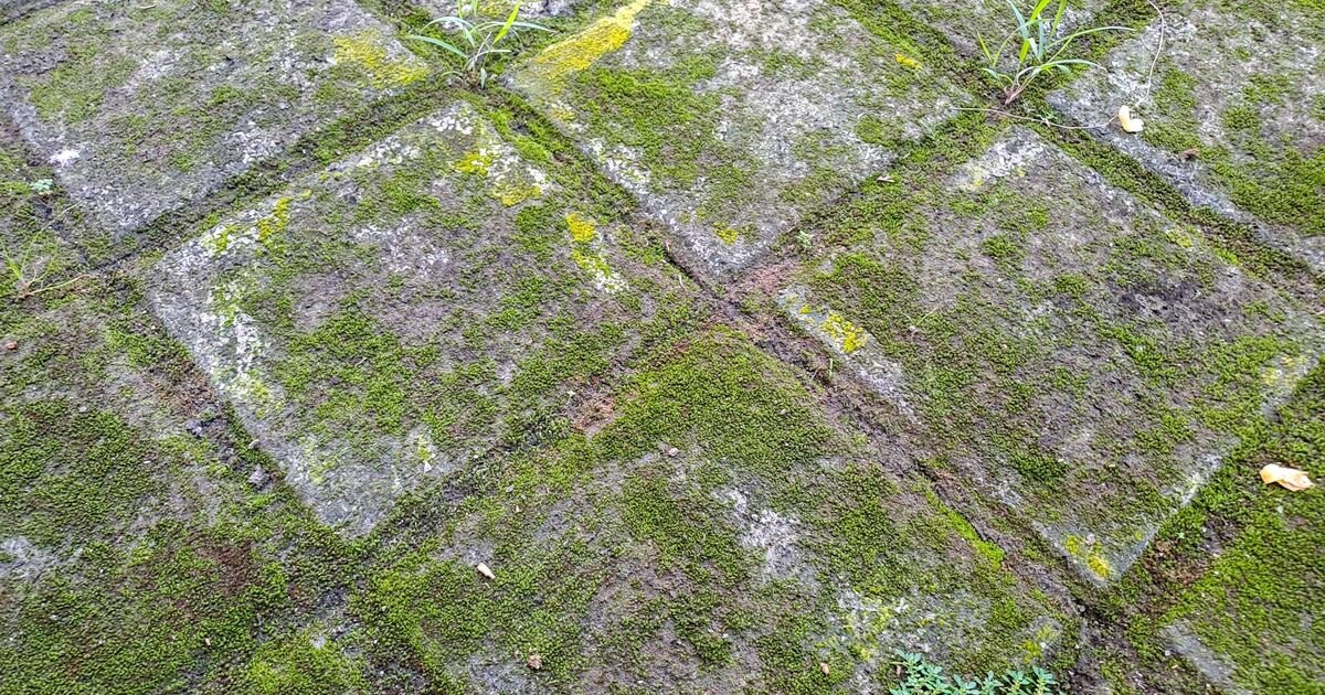 Beyond the Leaf Pile: The Pro’s Guide to Autumn Surface Restoration