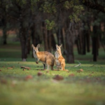 Beyond the Pouch: Australia Celebrates its Greatest Icon on World Kangaroo Day