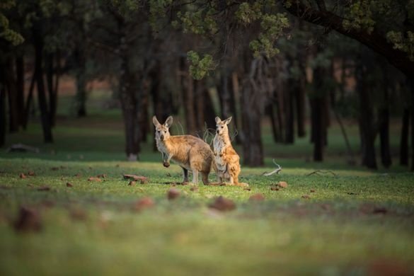 Beyond the Pouch: Australia Celebrates its Greatest Icon on World Kangaroo Day