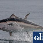 Blue Thunder: The Rare Spectacle of Tuna Taking Flight in British Waters