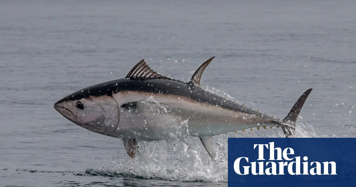 Blue Thunder: The Rare Spectacle of Tuna Taking Flight in British Waters