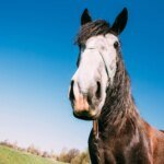 Breath of Fresh Air: Help Vet Students Unmask the Hidden Triggers of Equine Asthma