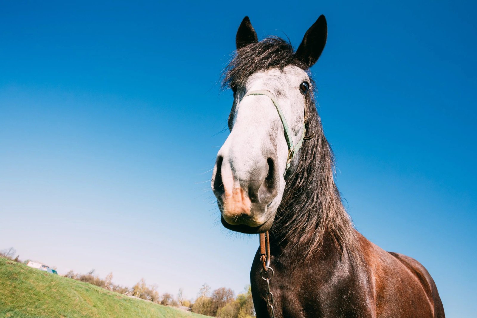 Breath of Fresh Air: Help Vet Students Unmask the Hidden Triggers of Equine Asthma
