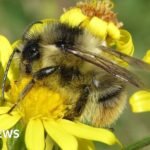 Buzzing Back: Canvey Wick Transforms into Prime Real Estate for Rare Bumblebees