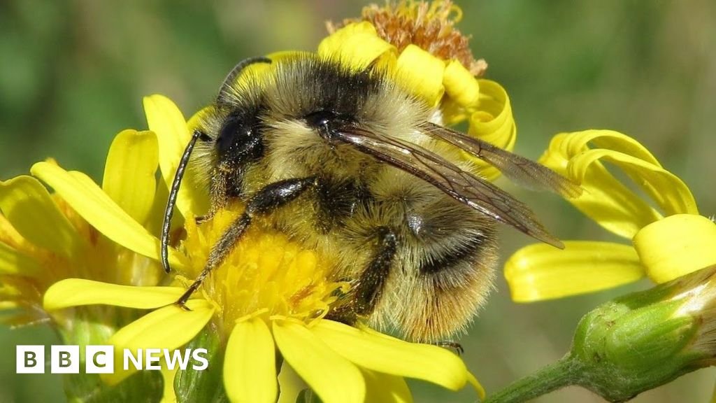 Buzzing Back: Canvey Wick Transforms into Prime Real Estate for Rare Bumblebees