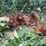 Caged Billionaire: Rare Baby Orangutans Unmask India’s Shadowy Wildlife Trade