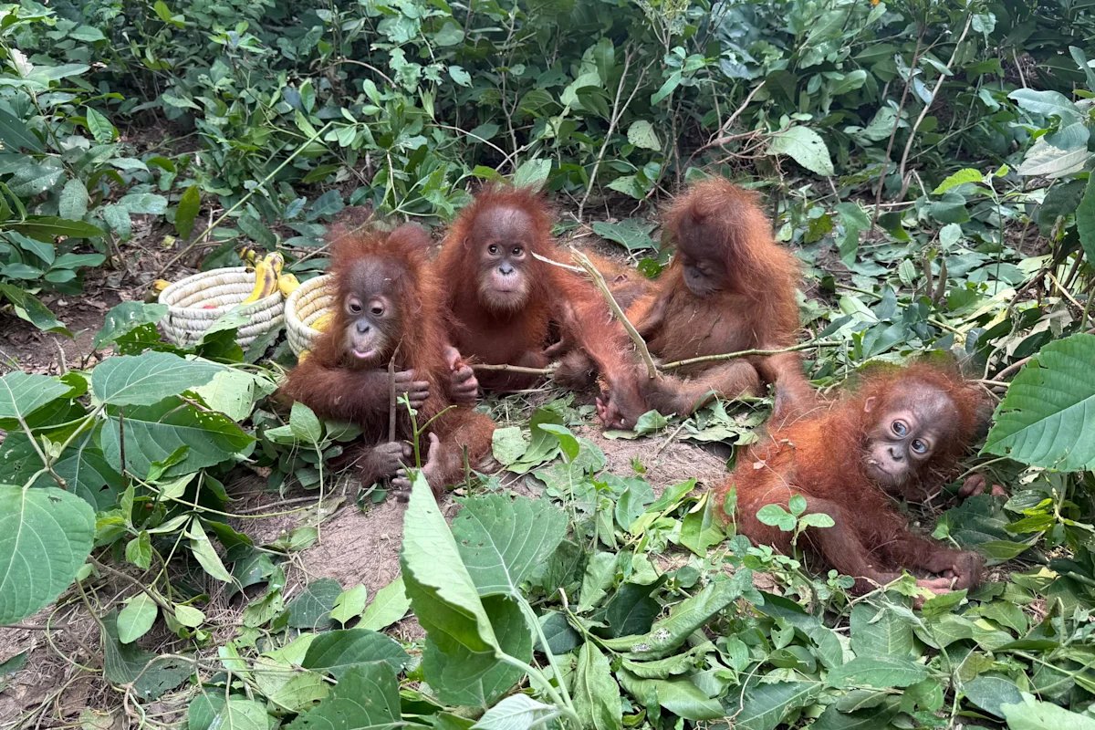 Caged Billionaire: Rare Baby Orangutans Unmask India’s Shadowy Wildlife Trade
