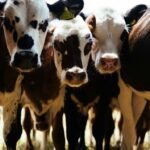 Cattle Corridor Reopens: Mexico-U.S. Trade Resumes Through Columbus Crossing