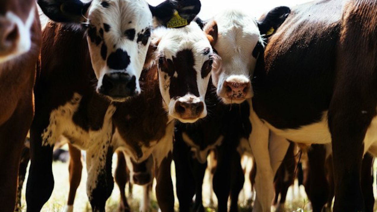 Cattle Corridor Reopens: Mexico-U.S. Trade Resumes Through Columbus Crossing