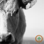 Cattle Futures Rally as Market Braces for Cash Trade Showdown