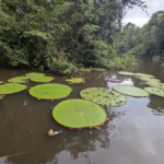 Celestial Bloom: New Giant Water Lily Spotted from Orbit