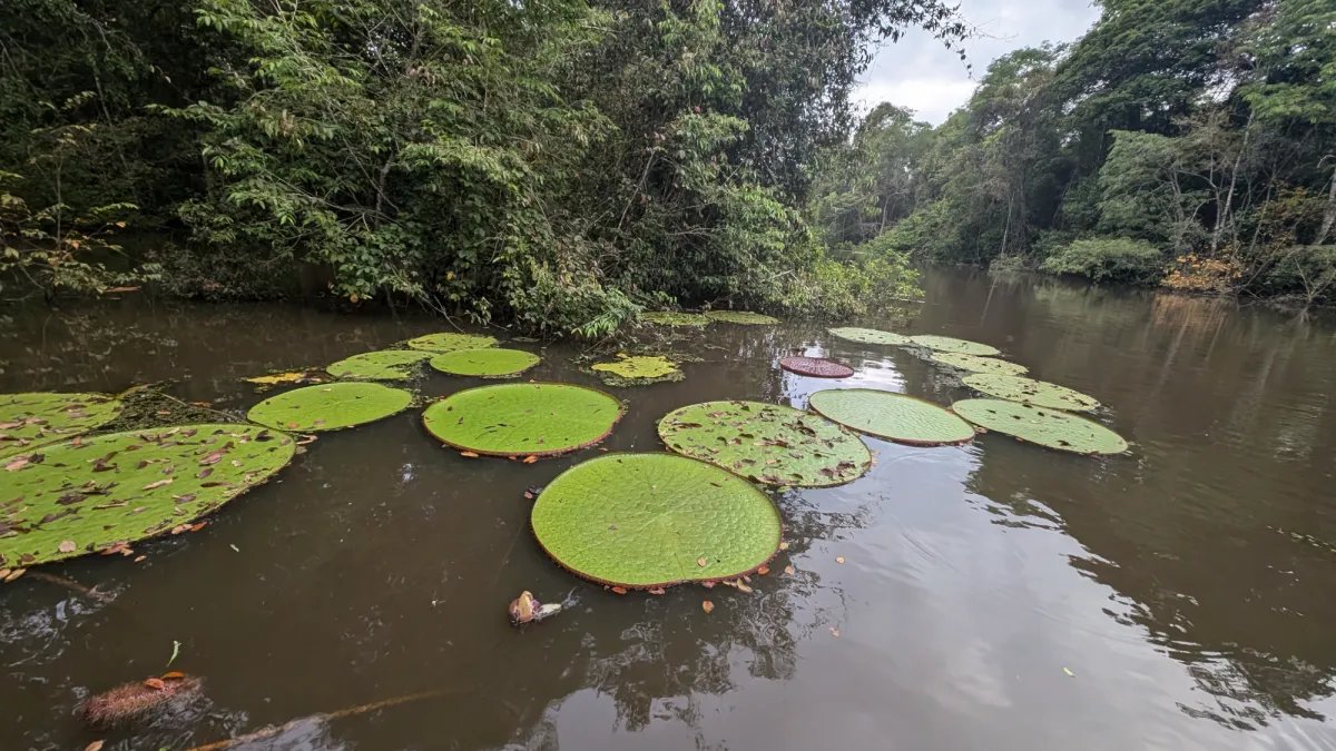 Celestial Bloom: New Giant Water Lily Spotted from Orbit