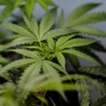 Clearing the Fog: DEA Reclassification Poised to Unlock a Tax Windfall for Cannabis Giants