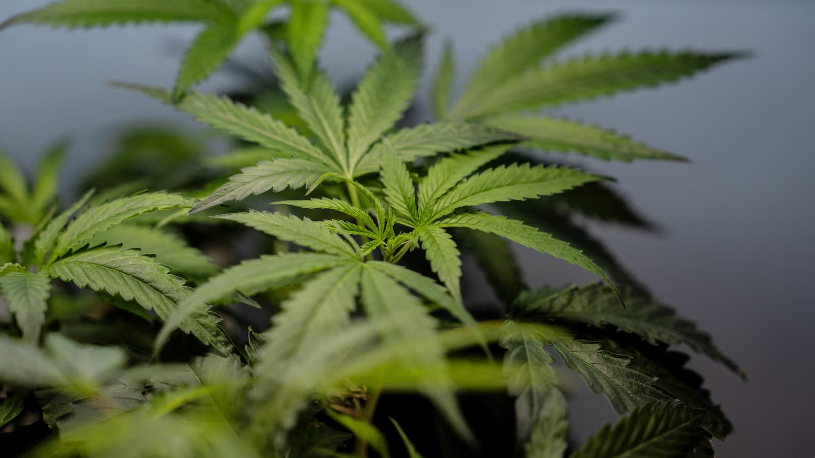 Clearing the Fog: DEA Reclassification Poised to Unlock a Tax Windfall for Cannabis Giants