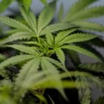 Clearing the Smoke: Proposed DEA Reclassification Poised to Unlock Millions for Cannabis Firms