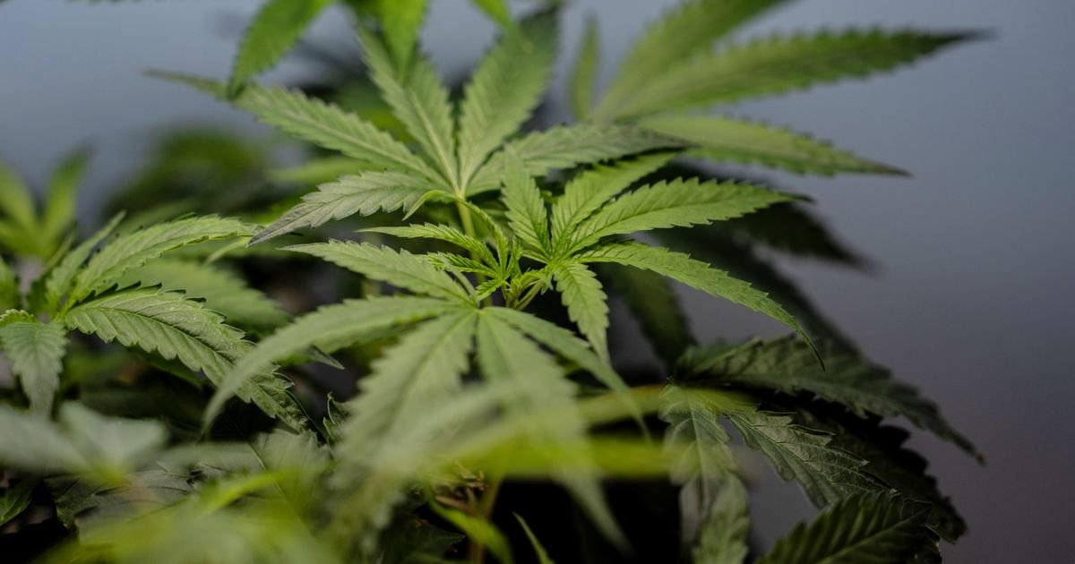 Clearing the Smoke: Proposed DEA Reclassification Poised to Unlock Millions for Cannabis Firms