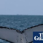 Collision Course: Australia’s ‘Humpback Highway’ Turns Deadly for Migrating Giants