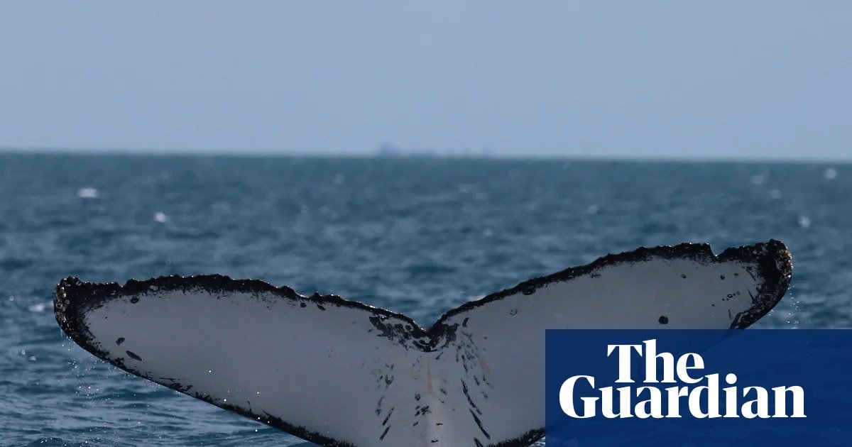 Collision Course: Australia’s ‘Humpback Highway’ Turns Deadly for Migrating Giants