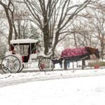 Concrete Jungle, No More Carriages: New York Ends Central Park’s Historic Horse-Drawn Era Following Teen’s Death
