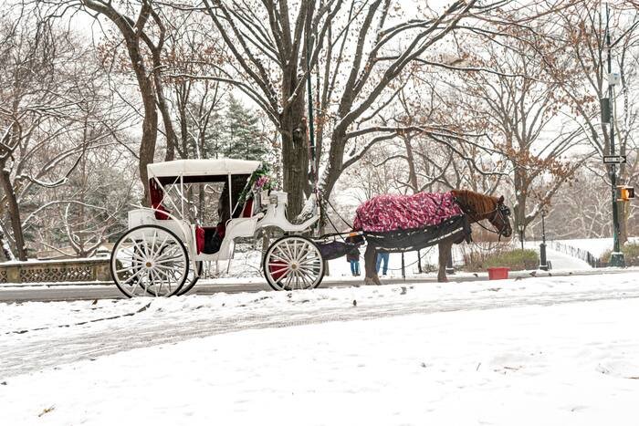 Concrete Jungle, No More Carriages: New York Ends Central Park’s Historic Horse-Drawn Era Following Teen’s Death