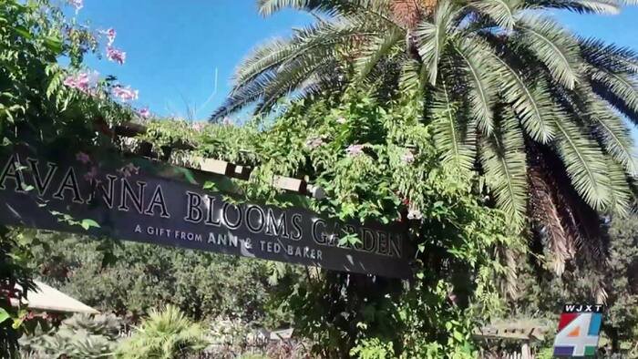 Cultivating the Wild: The Perpetual Evolution of Jacksonville Zoo’s Hidden Botanical Gem