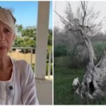Dame Helen Mirren Joins Desperate Fight to Save Italy’s Ancient Olive Groves from Deadly Blight