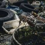 Dengue Hotspots Shift: Why Your Neighborhood’s Risk Profile Is Changing