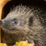 Ditch the Bread: Why Your Kitchen’s Secret Weapon Is Saving Starving Hedgehogs