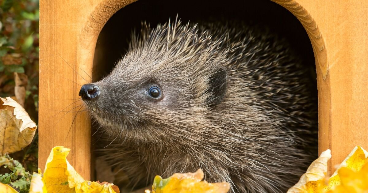 Ditch the Bread: Why Your Kitchen’s Secret Weapon Is Saving Starving Hedgehogs