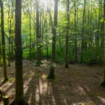 Dust to Dust: Reclaiming the Final Footprint