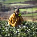 Eagle Targets 10%: The Radical Blueprint to Double England’s Organic Heartland