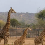 End of the Ark: Vantara Shuts Doors to Imported Wildlife