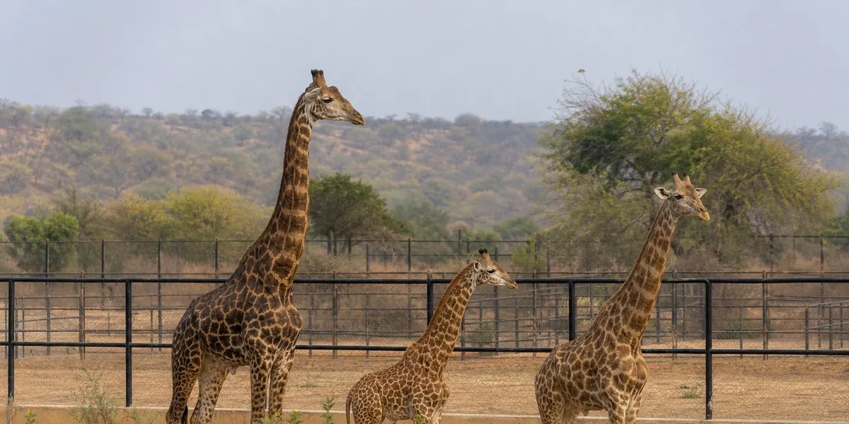 End of the Ark: Vantara Shuts Doors to Imported Wildlife