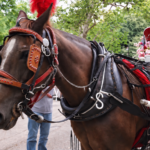 End of the Line: NYC Set for Historic Vote to Retire Iconic Horse-Drawn Carriages