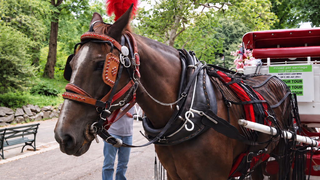 End of the Line: NYC Set for Historic Vote to Retire Iconic Horse-Drawn Carriages