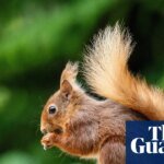 Eye-to-Eye: My Close Encounter with the Forest’s Most Elusive Acrobat