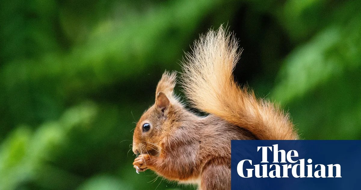 Eye-to-Eye: My Close Encounter with the Forest’s Most Elusive Acrobat