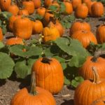 Fading Glow: Why Santa Barbara’s Pumpkin Patches Are Facing a Seasonal Slump
