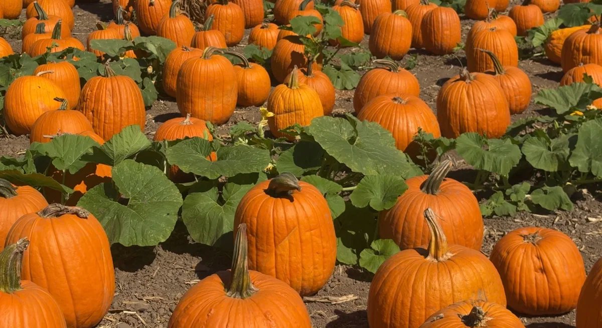 Fading Glow: Why Santa Barbara’s Pumpkin Patches Are Facing a Seasonal Slump