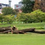 Fairway or Forest: Trump’s Redesign Plans Threaten 500 Historic Trees