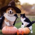 Fangs and Fears: Vet Issues Urgent Halloween Alert for UK Pet Owners