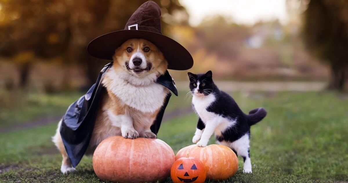 Fangs and Fears: Vet Issues Urgent Halloween Alert for UK Pet Owners